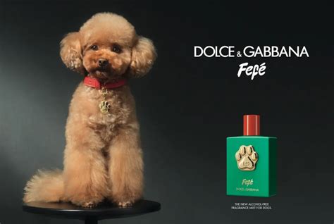 perro dolce gabbana|dolce and gabbana for dogs.